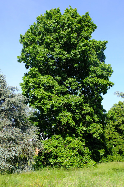 June tree photo