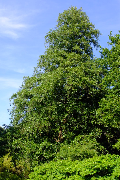 June tree photo