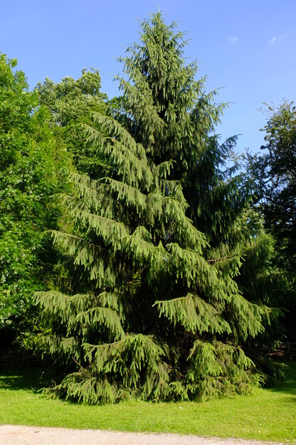 Photo of Picea smithiana
