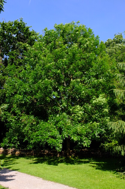 June tree photo