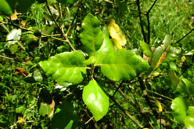 June close-up photo