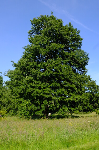 June tree photo