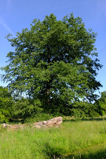 June tree photo