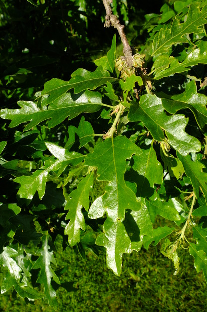 June close-up photo