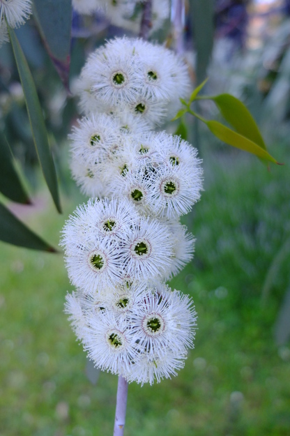 June close-up photo