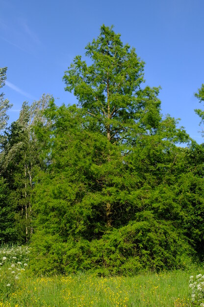 June tree photo