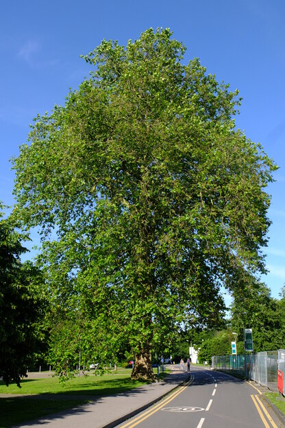 June tree photo