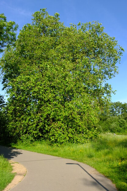 June tree photo