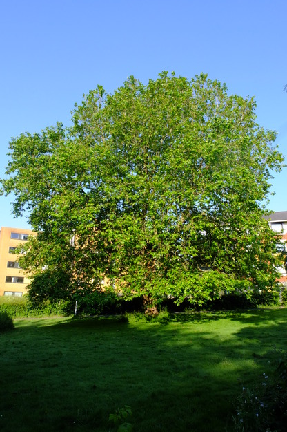 June tree photo