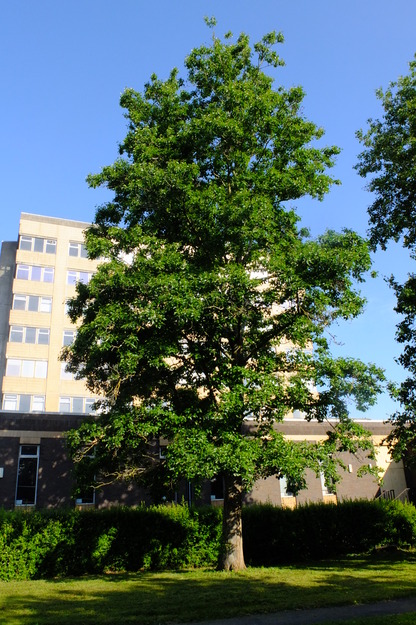 June tree photo