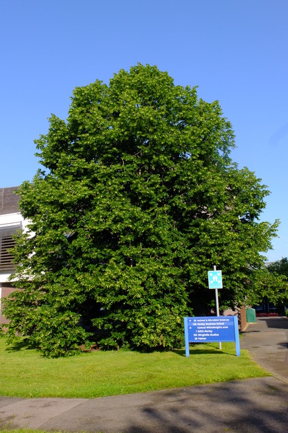 June tree photo