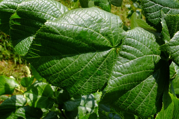 June close-up photo