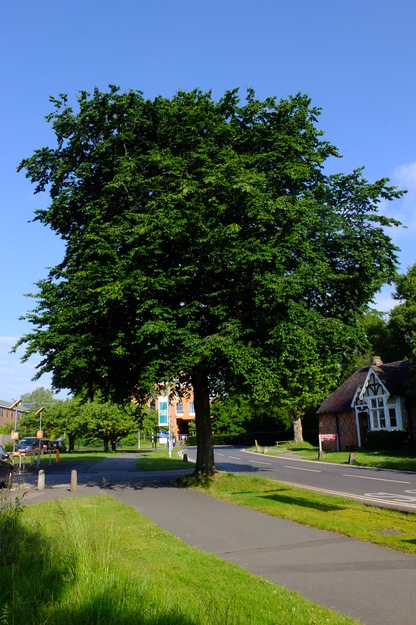June tree photo