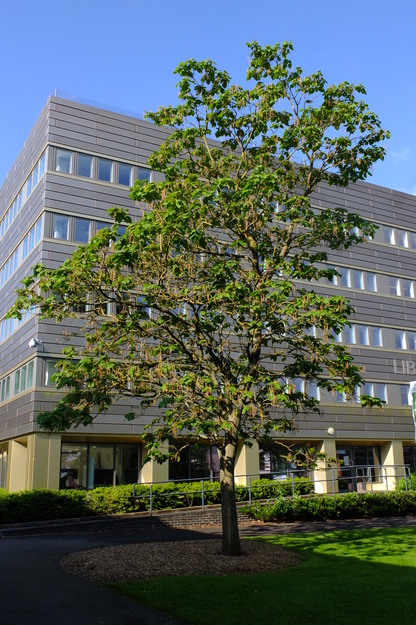 June tree photo