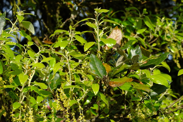June close-up photo
