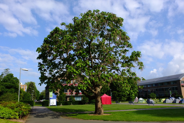 June tree photo
