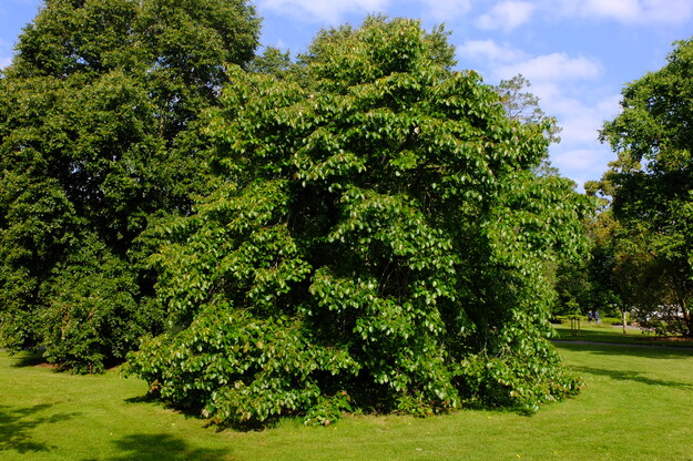 June tree photo