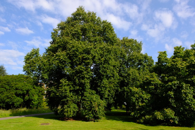 June tree photo