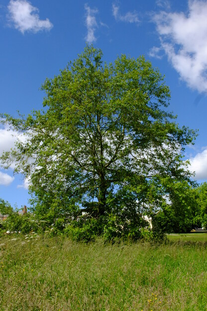 June tree photo