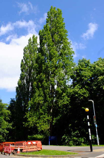 June tree photo