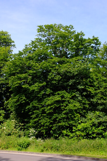 June tree photo