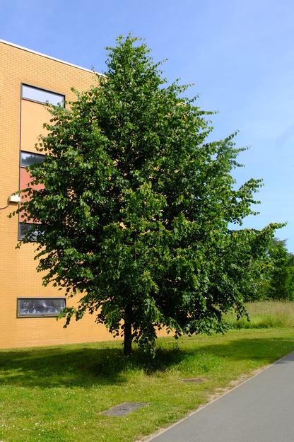 June tree photo