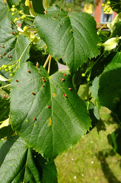 June close-up photo