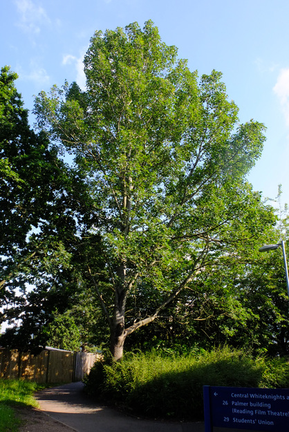 June tree photo