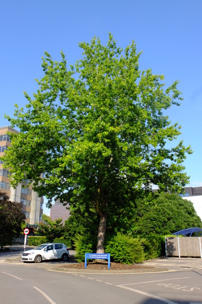 June tree photo