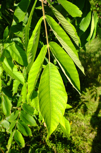 June close-up photo