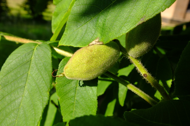 June close-up photo