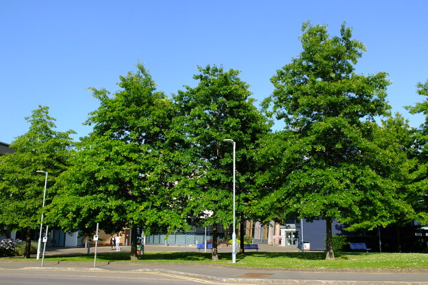 June tree photo