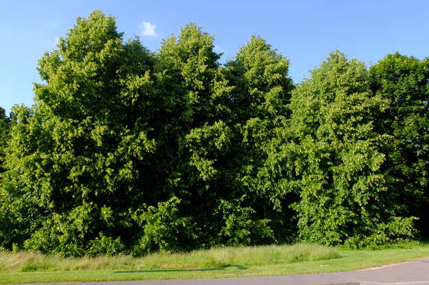 June tree photo