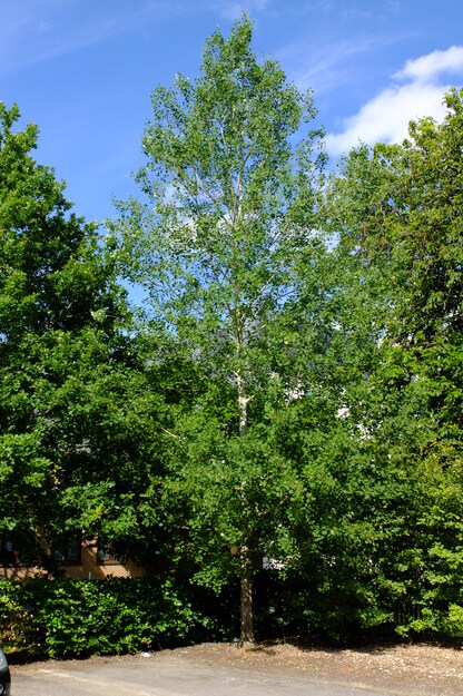June tree photo
