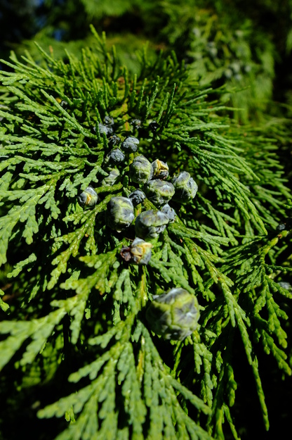 June close-up photo
