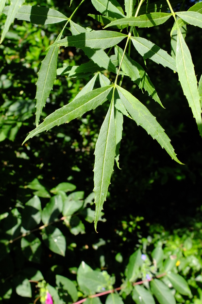 June close-up photo