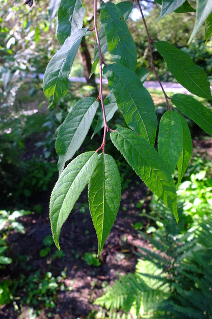 June close-up photo