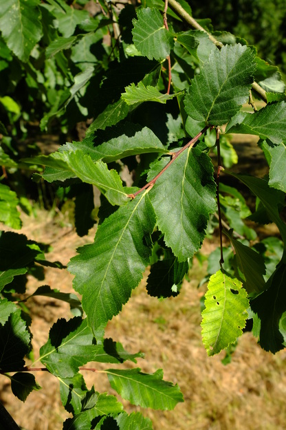June close-up photo