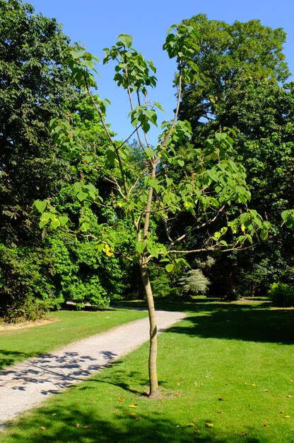 June tree photo