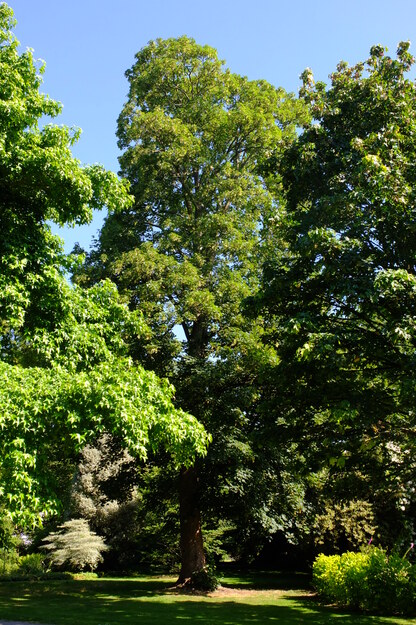 June tree photo