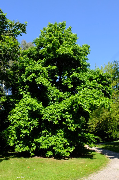 June tree photo