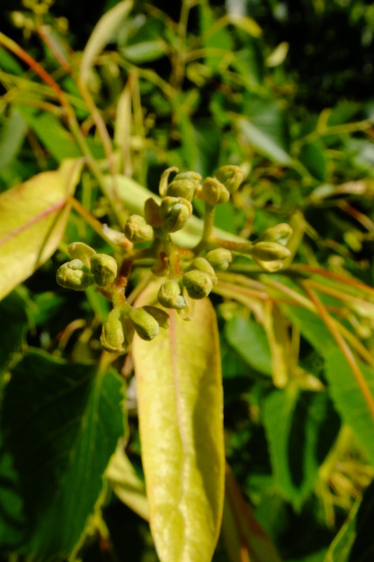 June close-up photo