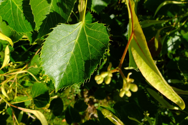 June close-up photo