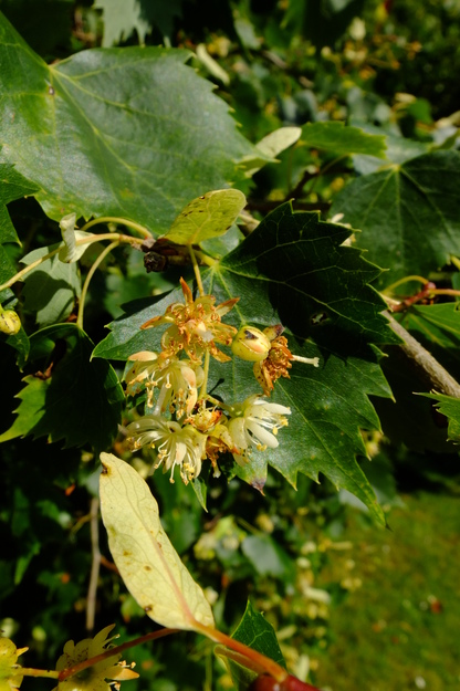 June close-up photo