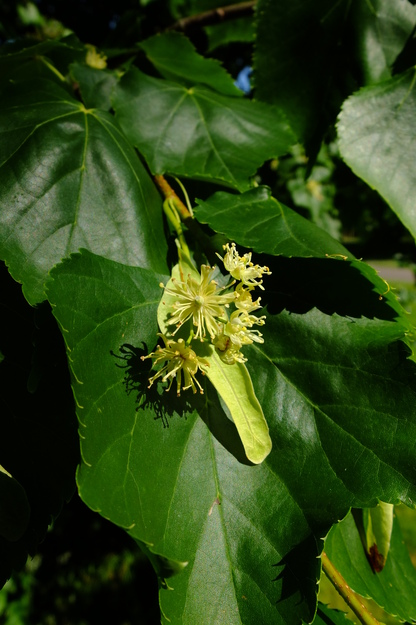 June close-up photo