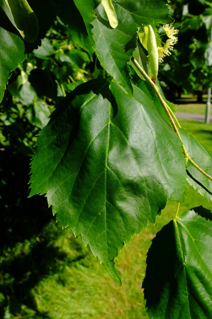 June close-up photo