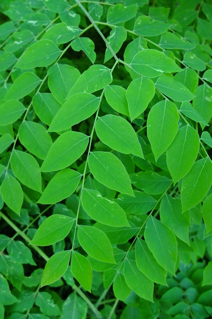 June close-up photo