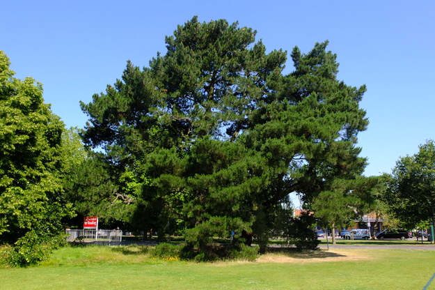 Shinfield Road tree photo