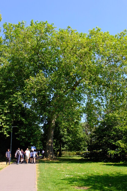 June tree photo