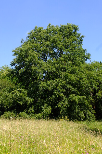 June tree photo